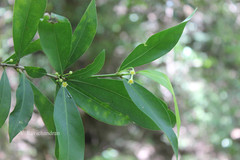 Actephila excelsa